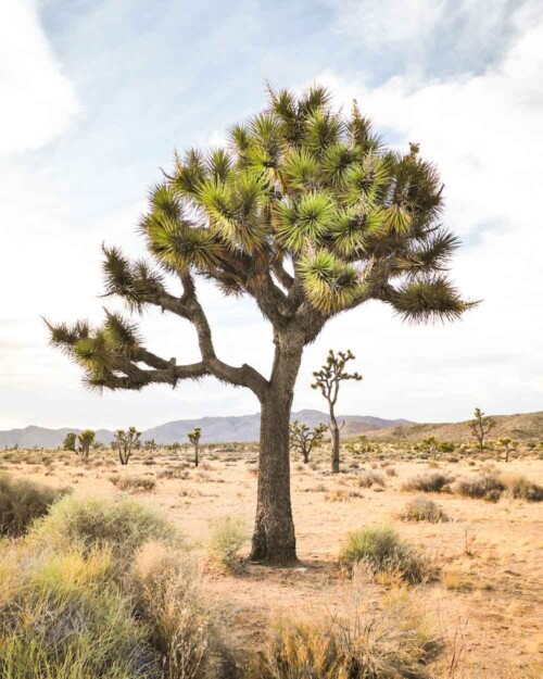 Joshua Tree in California desert.