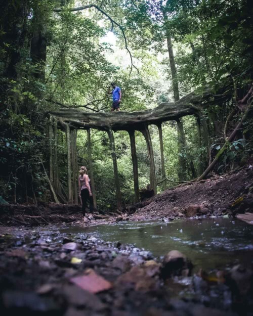 Fallen ficus tree natural bridge in Monteverde, Costa Rica