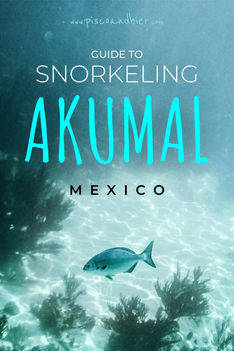 Snorkeling with sea turtles in Akumal, Riviera Maya. Sharing our impressions and information on snorkeling in Akumal with turtles and where to eat and stay in Akumal, Mexico. | akumal mexico things to do | akumal beach | akumal mexico beach | akumal bay | akumal mexico secrets | akumal mexico turtles | swim with turtles akumal | akumal sea turtles | akumal bay turtles | akumal beach snorkeling | where to stay in akumal | swimming with turtles in akumal | #akumal #mexico