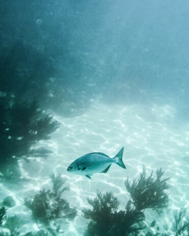 Snorkling in Akumal, Mexico