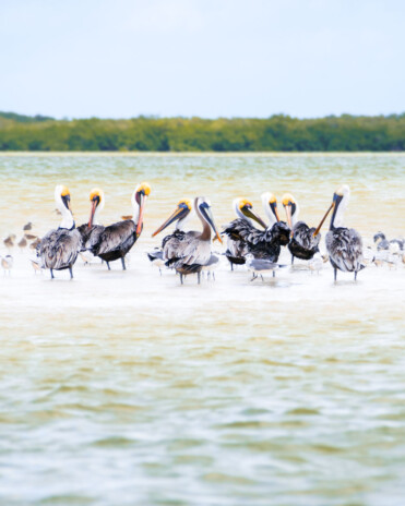 Pelicans at Holbox nature reserve