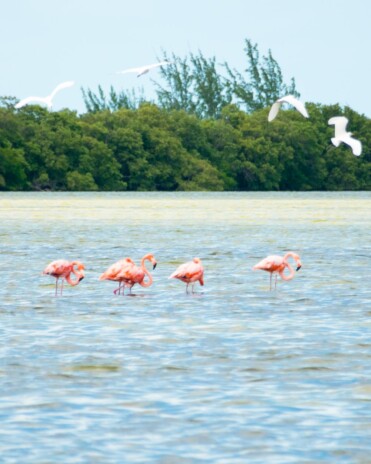 Flamingos at Holbox nature reserve