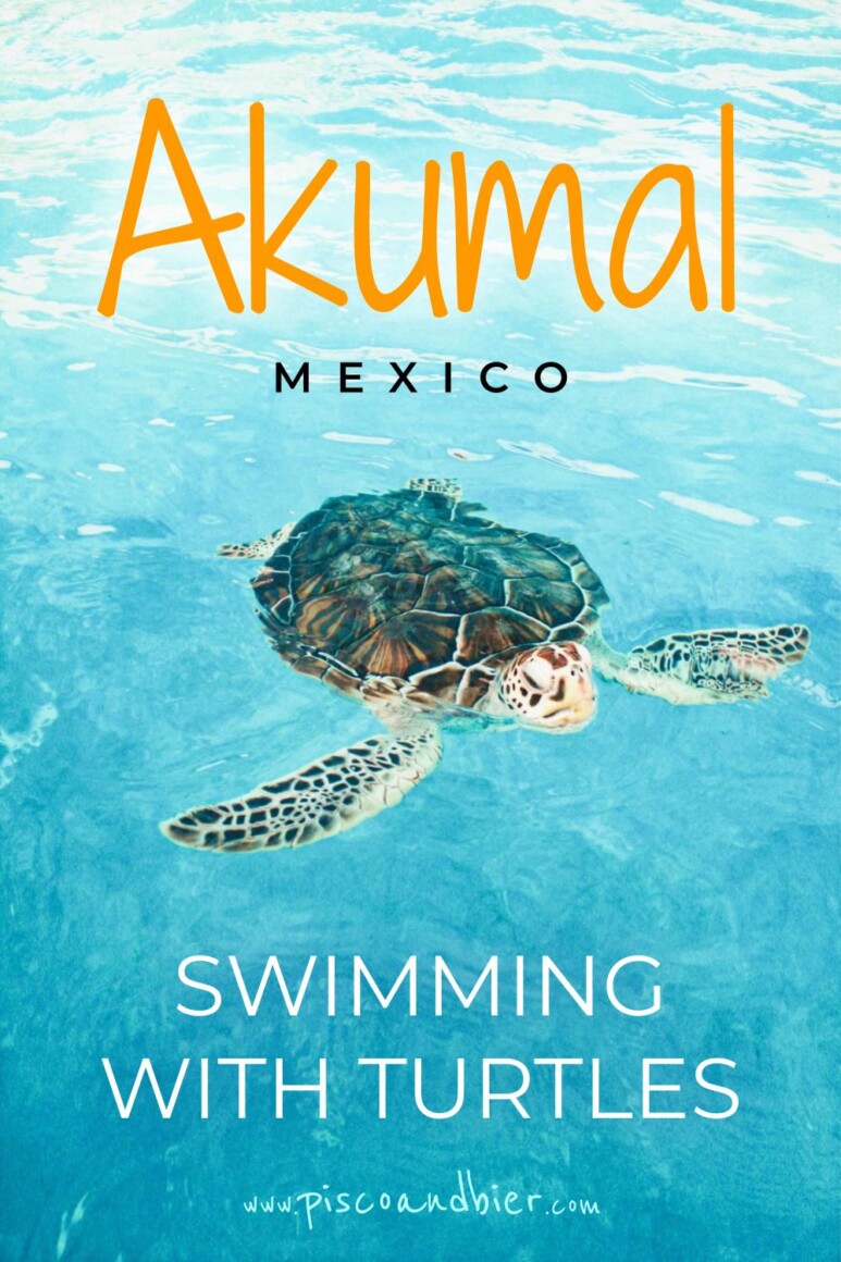 Snorkeling with sea turtles in Akumal, Riviera Maya. Sharing our impressions and information on snorkeling in Akumal with turtles and where to eat and stay in Akumal, Mexico. | akumal mexico things to do | akumal beach | akumal mexico beach | akumal bay | akumal mexico secrets | akumal mexico turtles | swim with turtles akumal | akumal sea turtles | akumal bay turtles | akumal beach snorkeling | where to stay in akumal | swimming with turtles in akumal | #akumal #mexico
