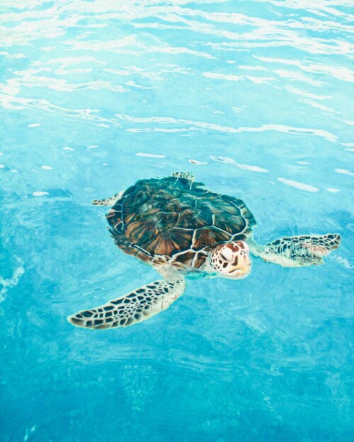 Sea turtles of Akumal, Mexico