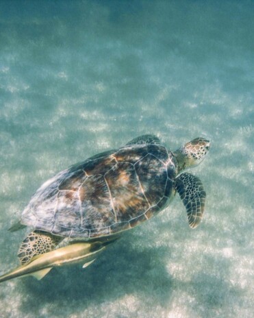 Swimming With Turtles At The Riviera Maya - Snorkeling In Akumal, Mexico