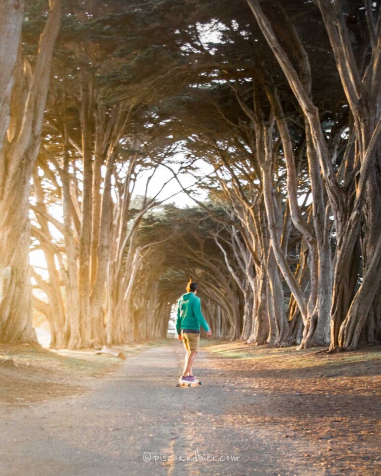 Cypress Tree Tunnel In Point Reyes