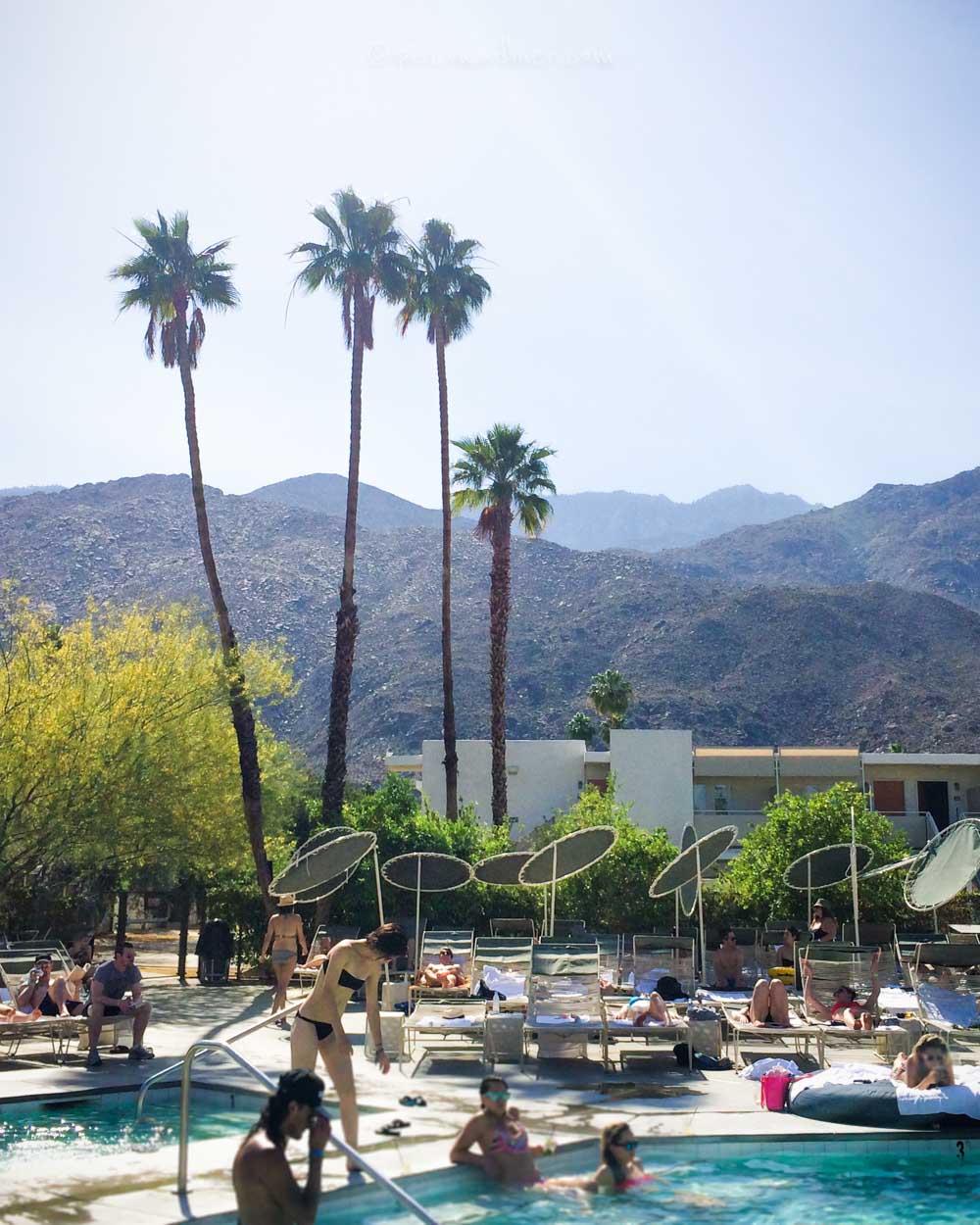 Ace Hotel Palm Springs Review Pool Day Pass Swim Club Rates