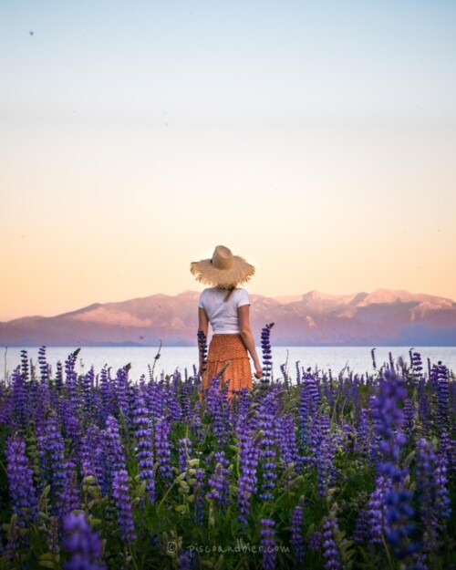 Lake Tahoe Lupine wildflowers super bloom